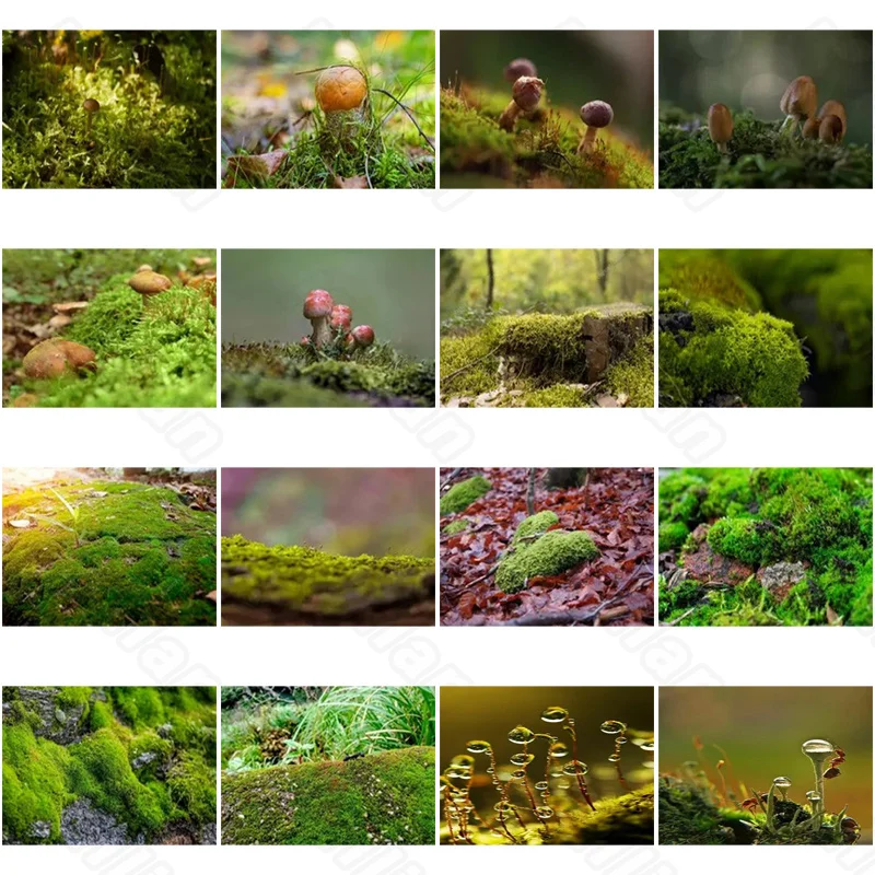 

Diy Diamond Decoration Painting Green Moss and Small Mushrooms Diamond Round Diamond Customizable Wall Art Decoration