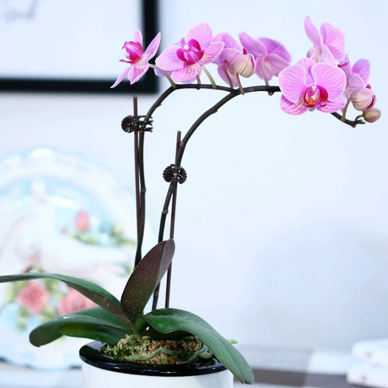 

HGHO 4 Packs Plant Support Cages with 3 Adjustable Support Rings 10 Pcs Plant Clips for Garden Balcony for Orchids 18 inch