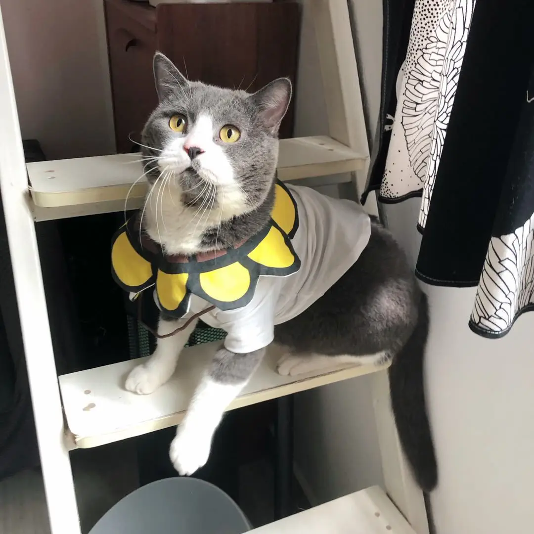 Одежда для собак маленьких жилет с подсолнухом французского бульдога чихуахуа