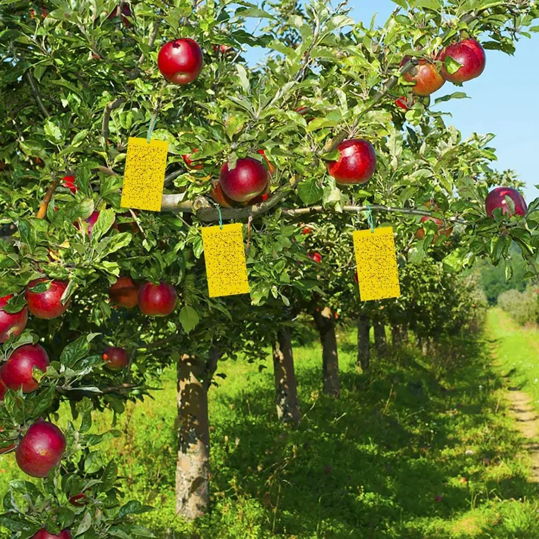 

Environmentally Friendly Yellow Traps Fruit Flies Sticky Fly Trap Paper