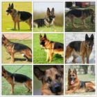 Алмазная 5D живопись сделай сам, Набор для вышивки крестиком, полная вышивка с изображением животных, собак, немецкой овчарки, мозаика ручной работы, домашний декор