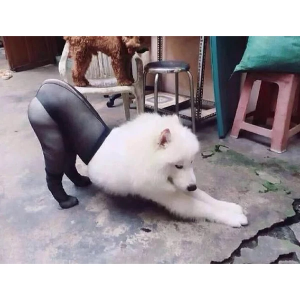 Забавные шелковые чулки для домашних питомцев реквизит фотосъемки собак