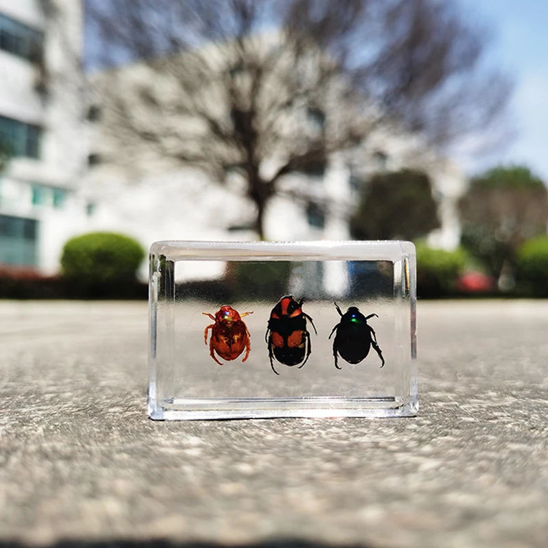 Лидер продаж 1 шт. образец божьей коровки Scarab в прозрачной смоле обучающий