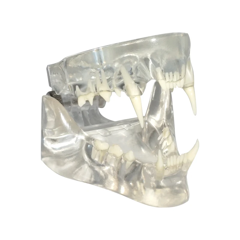 Transparent Feline Denture Cat Teeth Anatomical Model | Канцтовары для офиса и дома