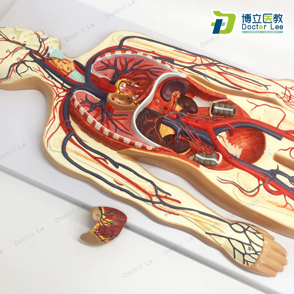 Модель системы кровообращения человека легких сердечно-сосудистой