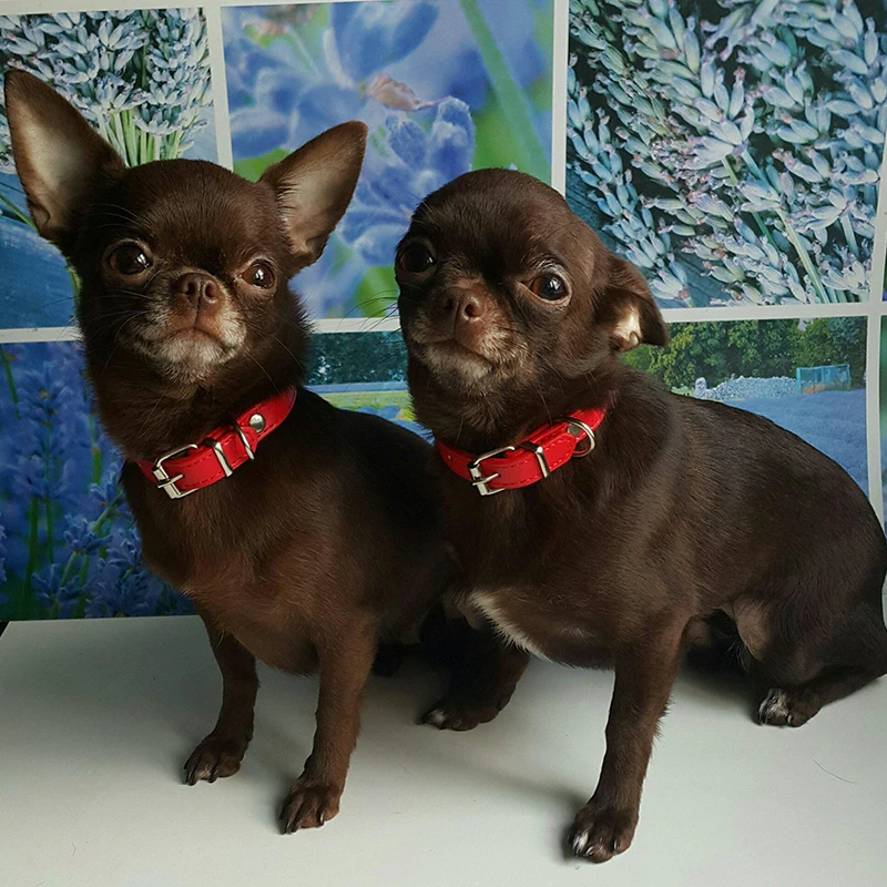 

Adjustable Pet Dog Collar Classic Solid Basic Polyester Nylon Dog Collar with Quick Snap Buckle For Small Medium Large Dogs