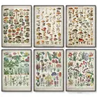 Ботанический учебный плакат холст картины грибы шампиньоны идентификации справки таблицей для офиса школы Декор