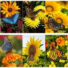 Алмазная живопись сделай сам с бабочками, алмазная вышивка с животными, кресты, ручная работа, круглая квадратная вышивка, домашний декор, подарок