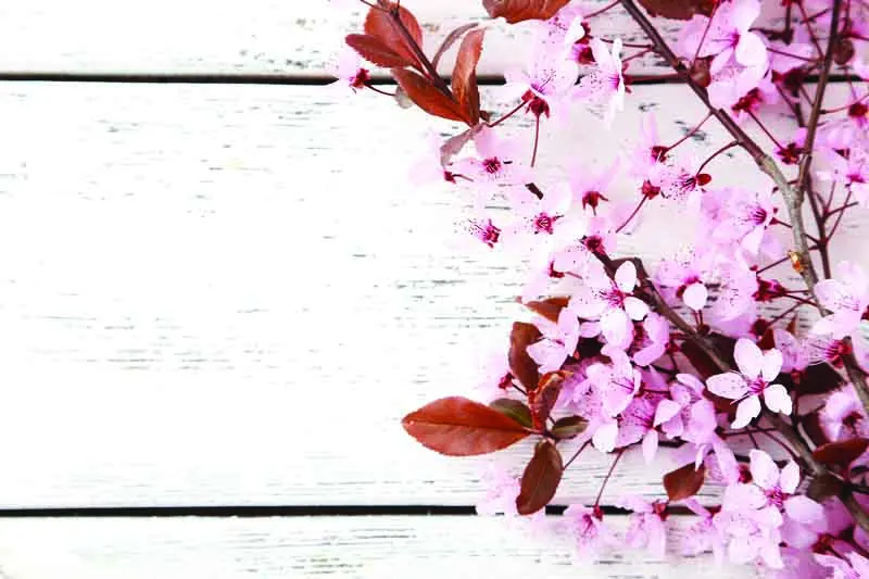 

ZHISUXI Vinyl Custom Photography Backdrops Prop Flower Wood Planks Theme Photo Studio Background DRS-02