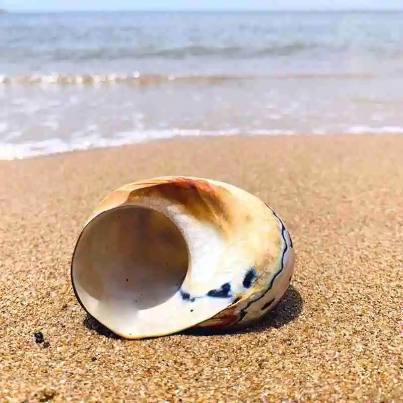 Натуральный жемчужный большой винт раковин для домашнего использования морской