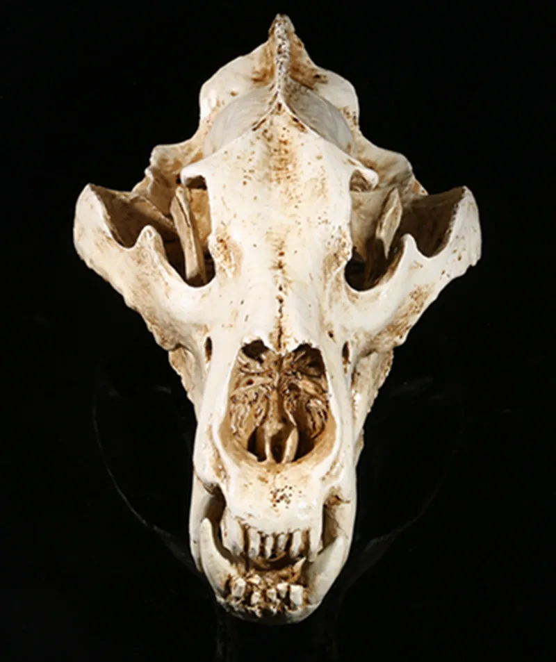 череп медведя фото. череп медведя фото. череп медведя фото. строение челюстей бурого медведя. череп медведя фото.