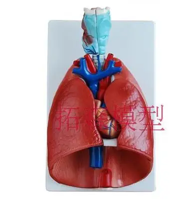 throat heart lung Anatomical Model Respiratory system Medical teaching model 36x23x12CM free shipping oido anatomico