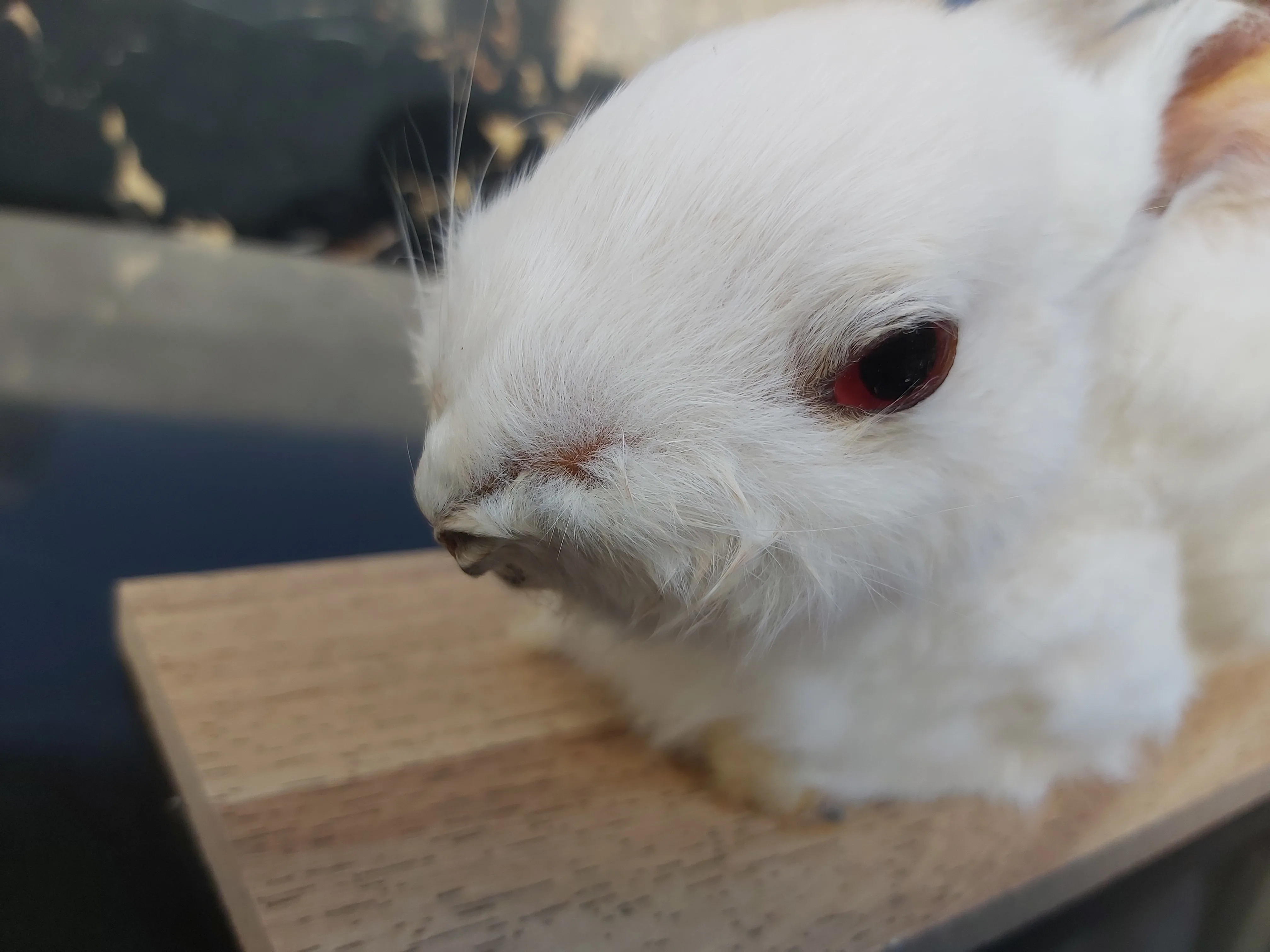 Милая странная вещь настоящий кролик taxidermy встраивание образец Кролик модель обучения нечетный