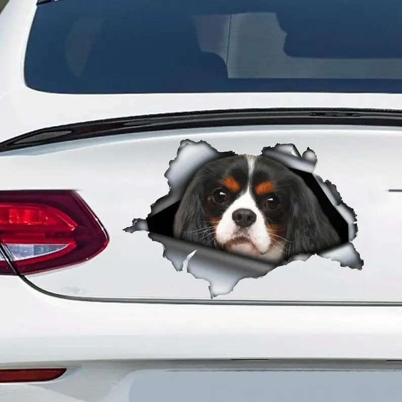 

Cavalier King Charles car decal, Cavalier King magnet, cavalier King Charles car sticker, pet decal