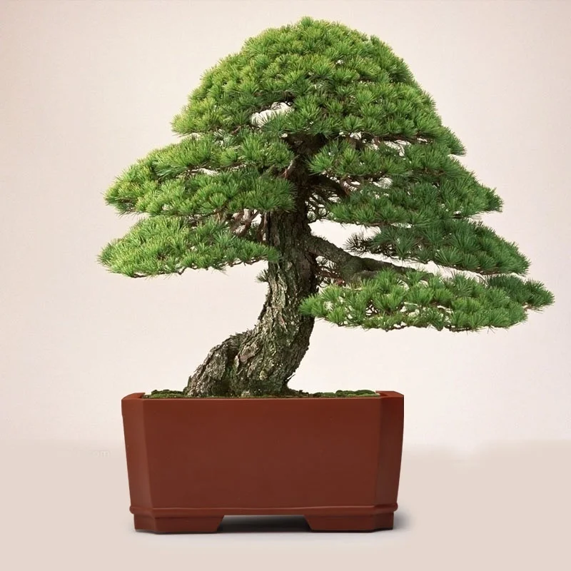 Белая сосна Pinus Parviflora дерево бонсай семена домашнего растения|Поделки своими