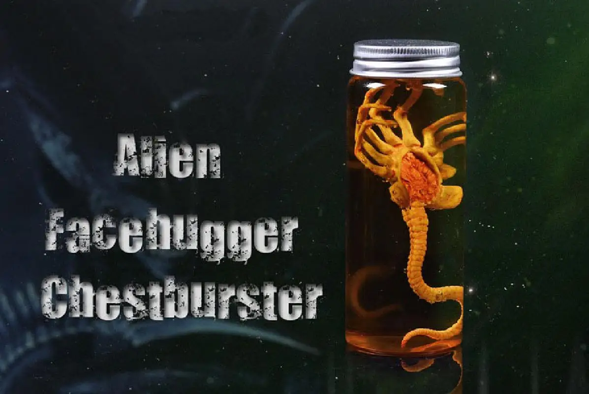 

1/6 Scapredator Alien Predator Alien Larva Face Bug Culture Tank Set Facehugger Set Chestburster Model For 12" Action Figure Toy