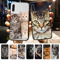 pet maine coon cat phone case for samsung galaxy a s note 10 12 20 32 40 50 51 52 70 71 72 21 fe s ultra plus