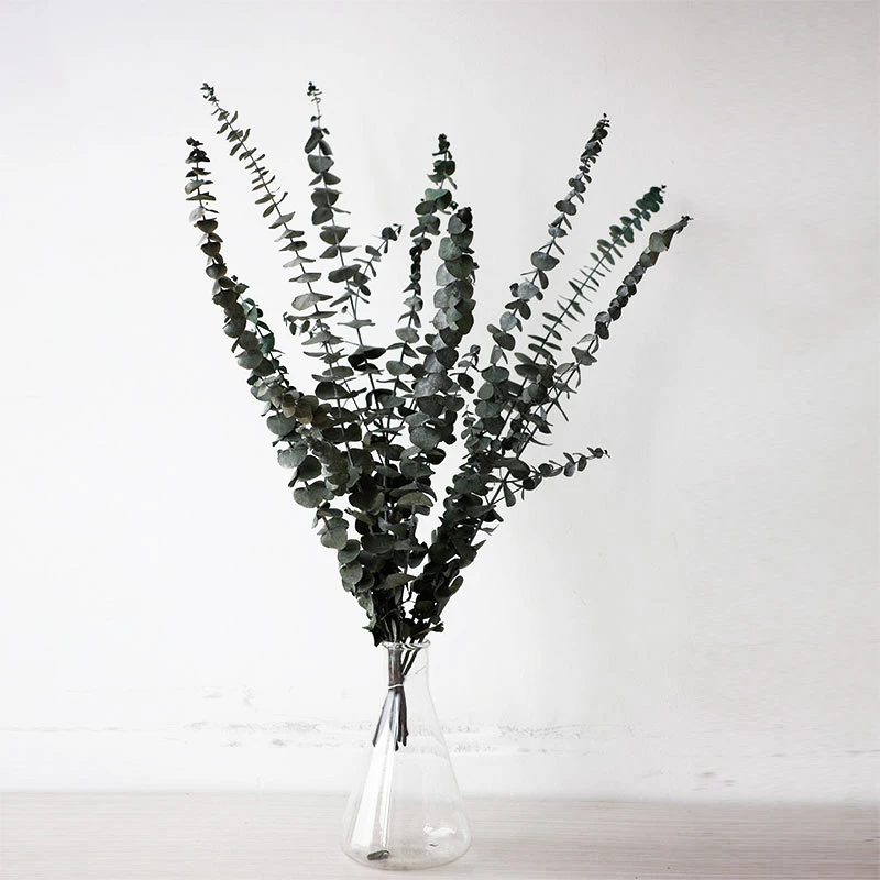 Сушеные стебли эвкалипта сохраненные для цветочных композиций сделай сам