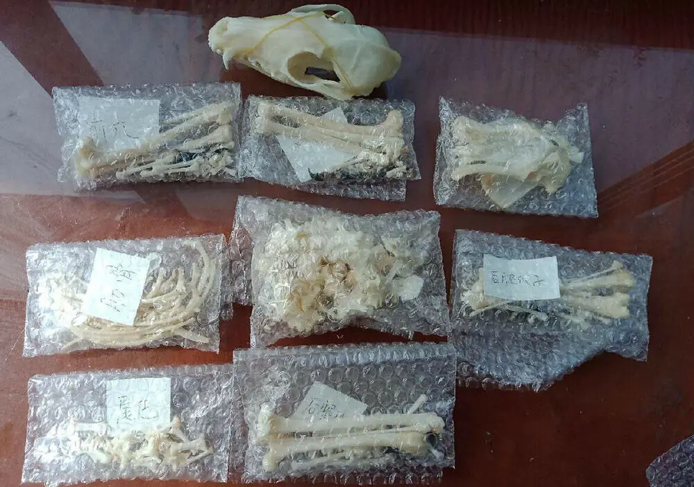 1 шт. обыкновенная лисица серебряная череп лисицы полный образец скелета