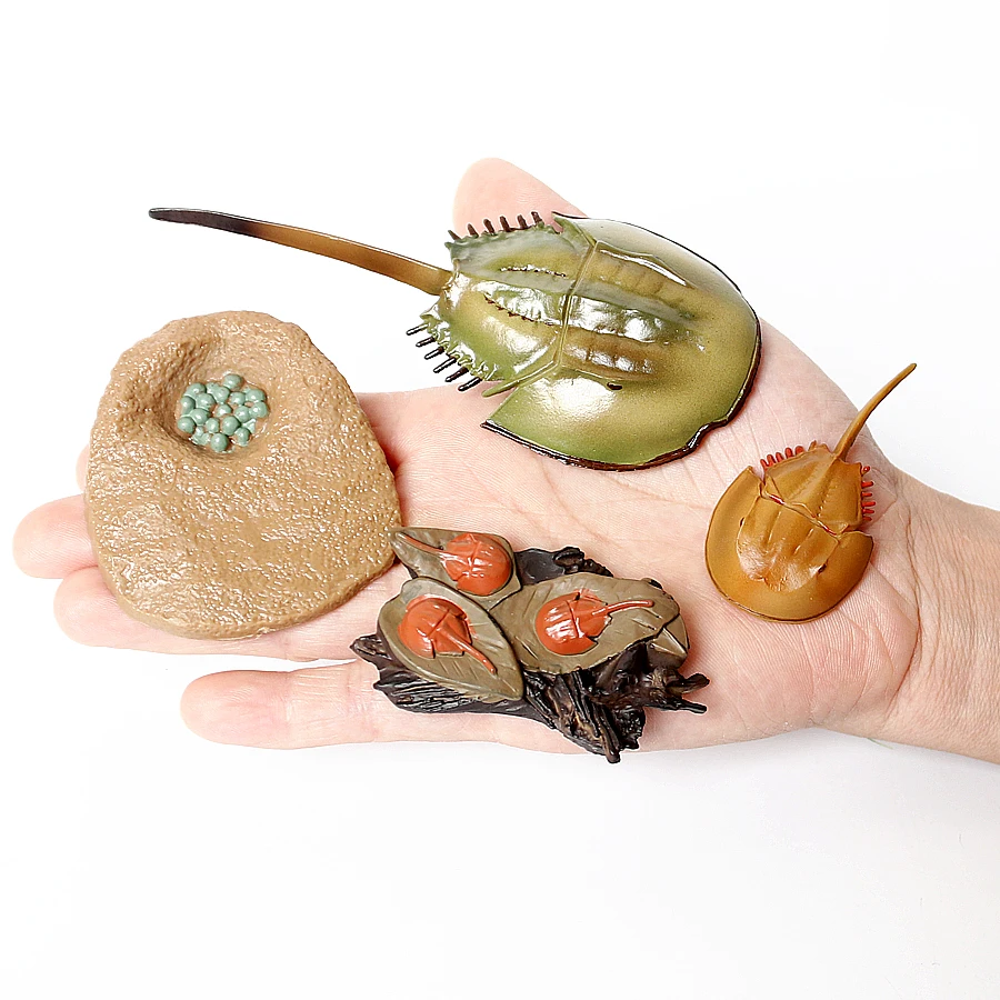 

Simulation Sea Life Animals Figurines Horseshoe Crab Growth Cycle Model Figure for Collection Science Educational Nature Props