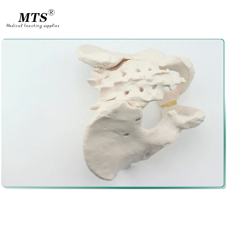 Модель медицинского человеческого тела Hi Q из ПВХ для анатомии таза модель