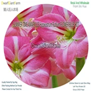 16 Ngryise 5 шт. набор Hippeastrum rutilum Amaryllis - Цвет: 16