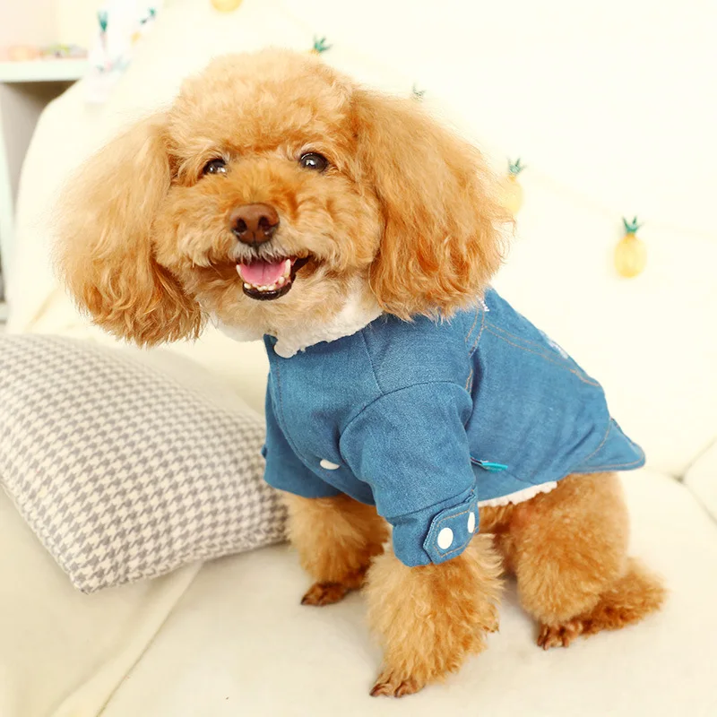 С милыми буквами питомец маленькая собачка кошка джинсы джинсовый пиджак зимний