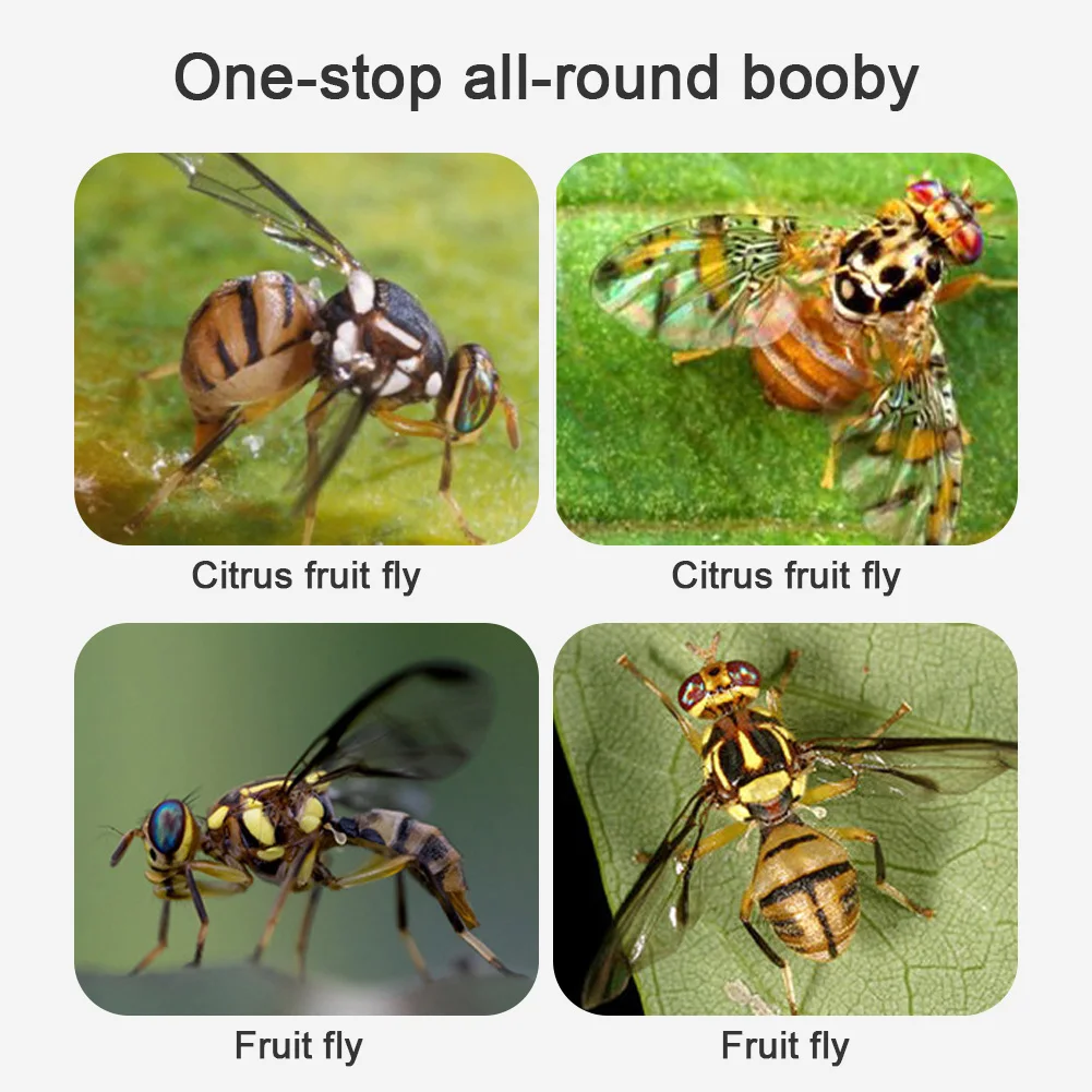 Ловушка для мушек многоразовый Отпугиватель вредителей 1 шт. | Дом и сад