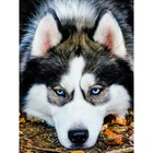 5D алмазная живопись, полная выкладка, Сибирский хаски, Алмазная мозаика, распродажа, круглые картины Стразы, алмазная вышивка