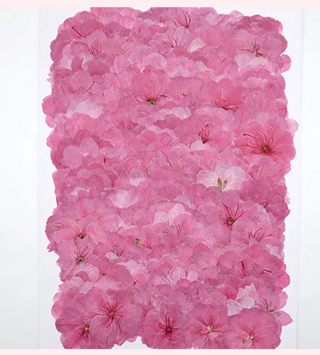 

3-5cm/100pcs,Nature Pressed cherry blossoms,Real flower petals DIY Wedding invitation Craft Gift Card,Flores Facial Decoration
