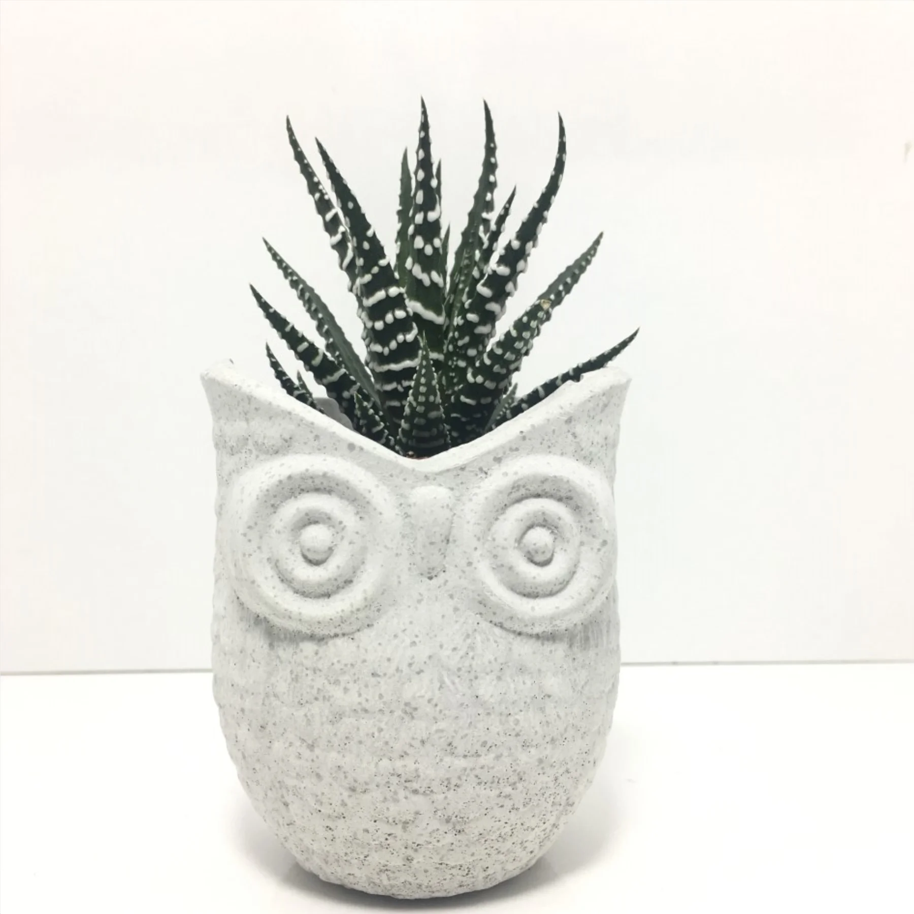 

Owl Design Concrete Pot and Live Sukulent - YE001