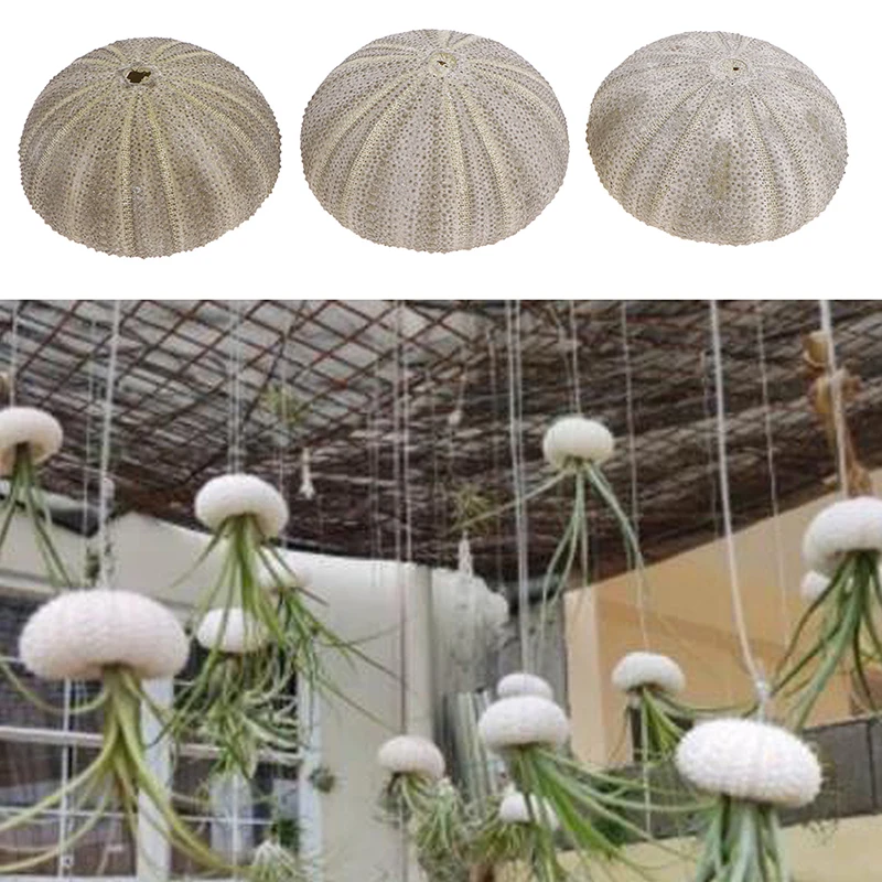 

1PC Natural Green Sea Urchins Tillandsia Potted Plant DIY Home Decoration