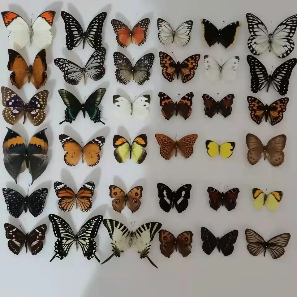 

10 шт. натуральных образцов бабочек, не установленные художественные материалы, разноцветные бабочки, украшения для дома «сделай сам»