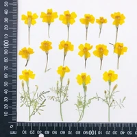 60pcs pressed dried tagetes patula l flower herbarium for epoxy resin jewelry making bookmark face makeup nail art craft