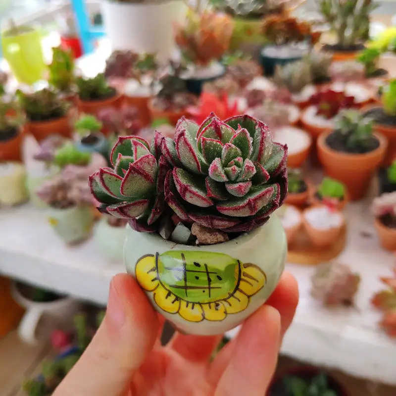 Креативный мультяшный керамический цветочный горшок для суккулентов Мини с