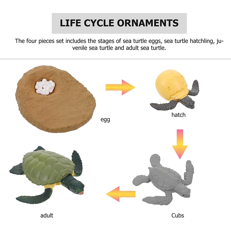 

4Pcs Life Cycle Tortoise Toy Simulation Growth Game Set Child Early Education Biology Game