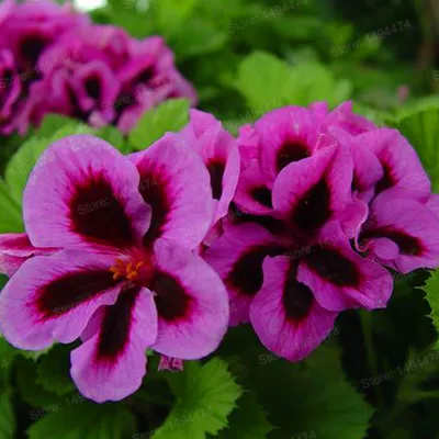 100 шт./пакет Разноцветные Цветок герани flores бонсай растения красивые цвета радуги с цветочным рисунком растения для дома и сада - Цвет: Коричневый