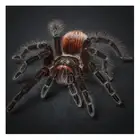 5D алмазов картина жуткий паук Бриллиантовая мозаика с животным вышивка камни в форме ромбакруглые стразы картина украшение дома