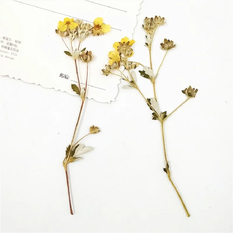 30 шт прессованный высушенный Роза multiflora цветочный с уплотнением для эпоксидной