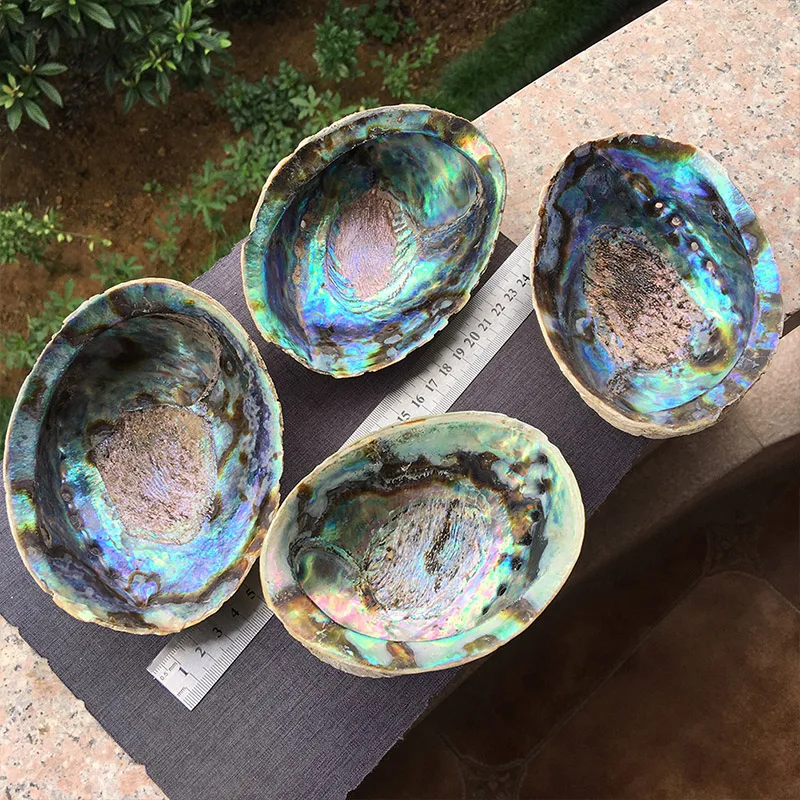 13-18 см натуральный Abalone Shell неполированный мыльница раковины творческие ювелирные изделия получает мыльница шалфей горшок для оформления дома подарок