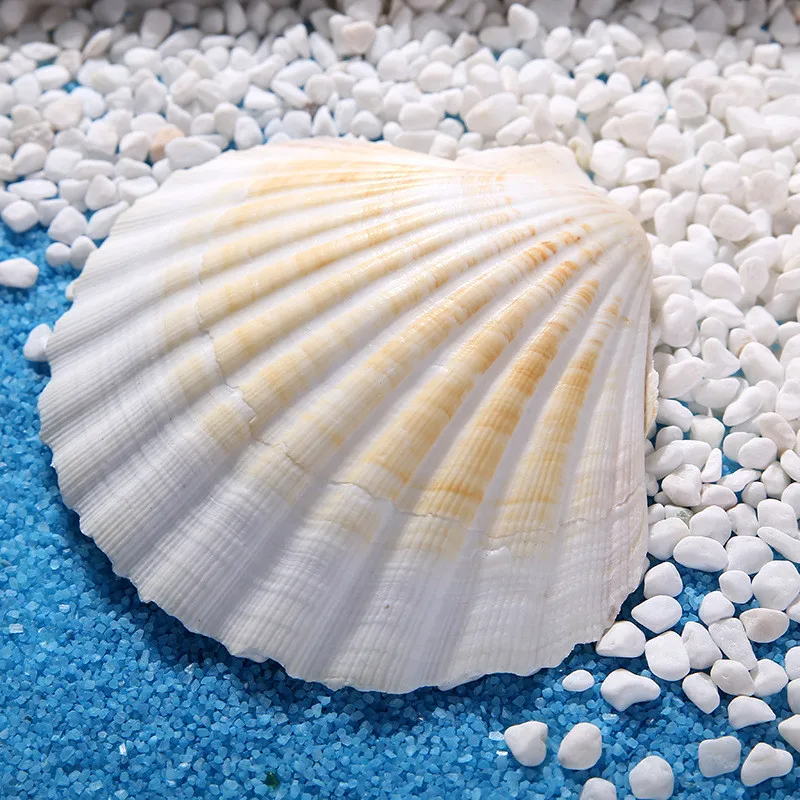 

1PC Natural Shell Big White Scallop Mediterranean Style Crafts Accessories Aquarium Fish Tank Landscape Home Decorations