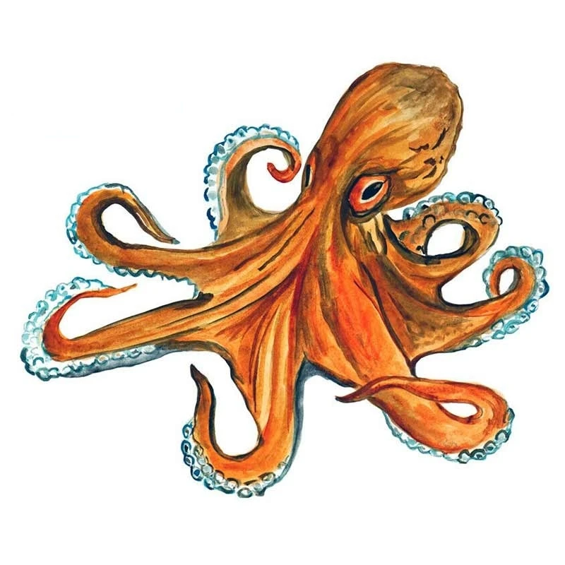 

Creative Animal Octopus Squid Vinyl Window Decor Car Stickers Waterproof Sunscreen Scratch-Proof Fashion Fine Decal Kk13*11cm