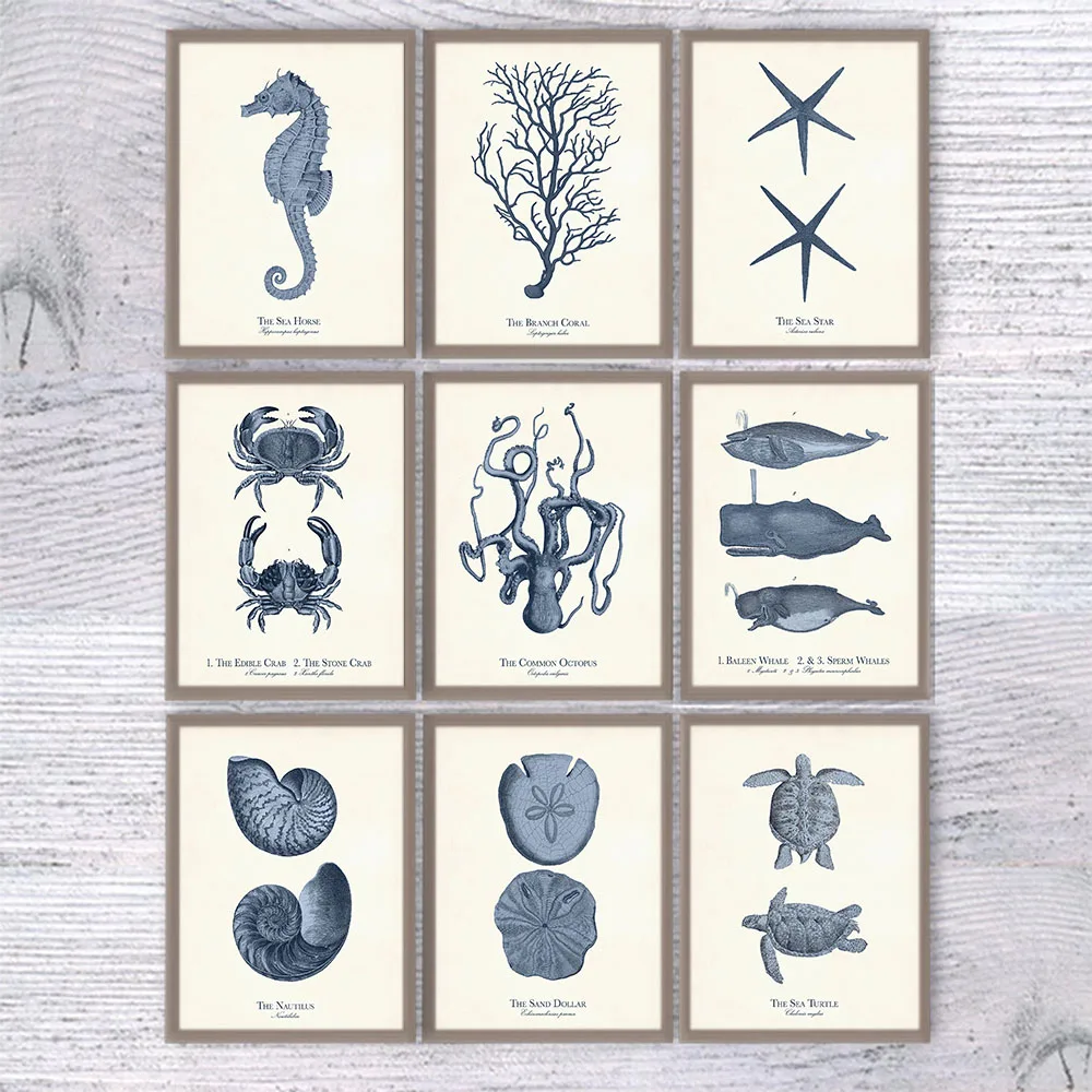 

Retro Ocean Nautilus Whales Animal Poster Prints Vintage Life Chart Biology Canvas Painting Wall Art Navy Blue Beach Home Decor