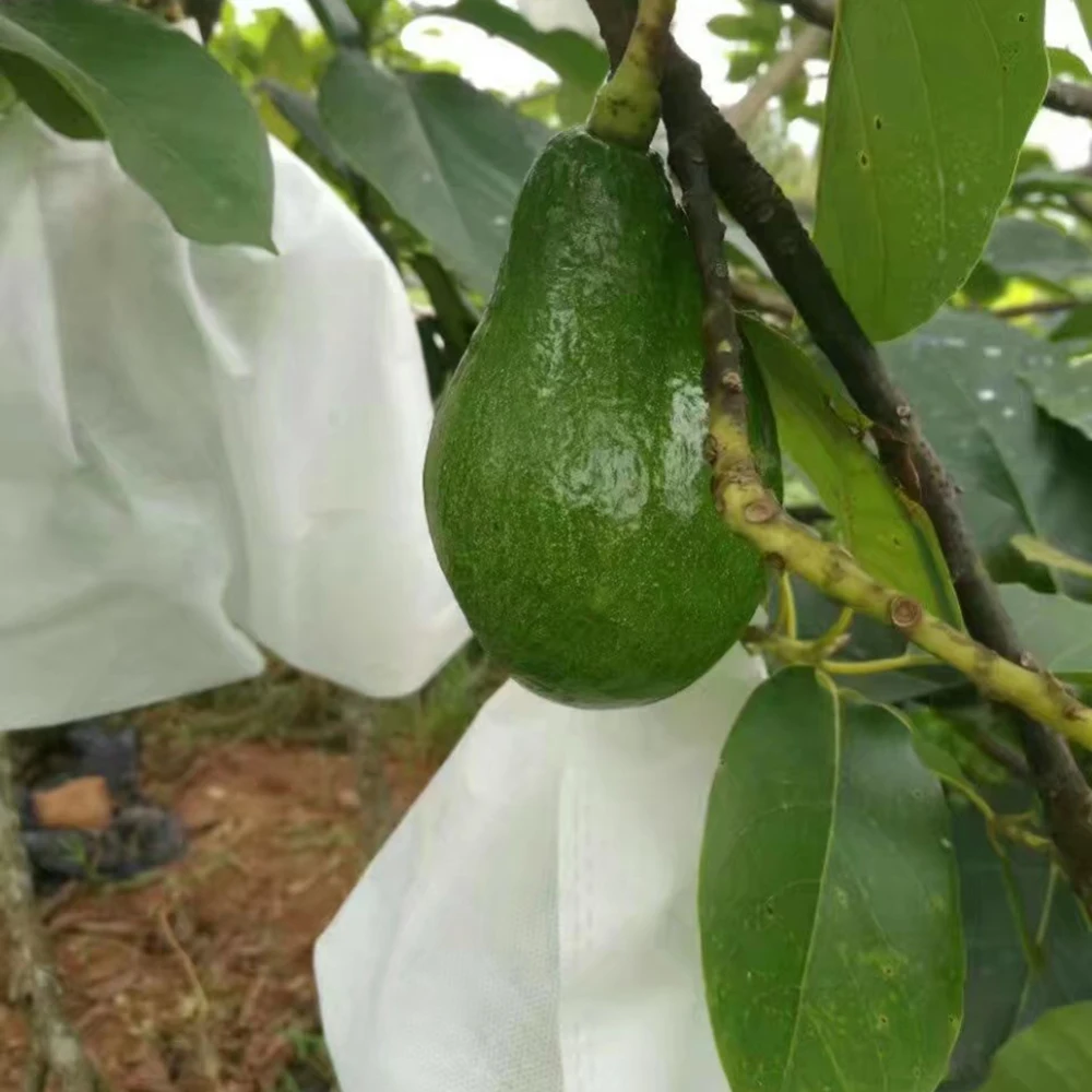 Предотвратить винограда фруктовых деревьев Комаров Борьба с птицами шнурок