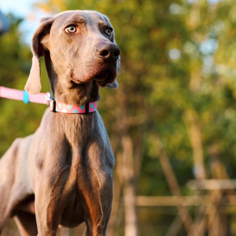 Free Hands Dog Leash Collar Breakaway Quick Release Pet Puppy Big Harness High Quality Colorful Sunshine California Series | Дом и сад