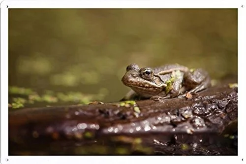 

World Animal Poster - Frog Tin Sign