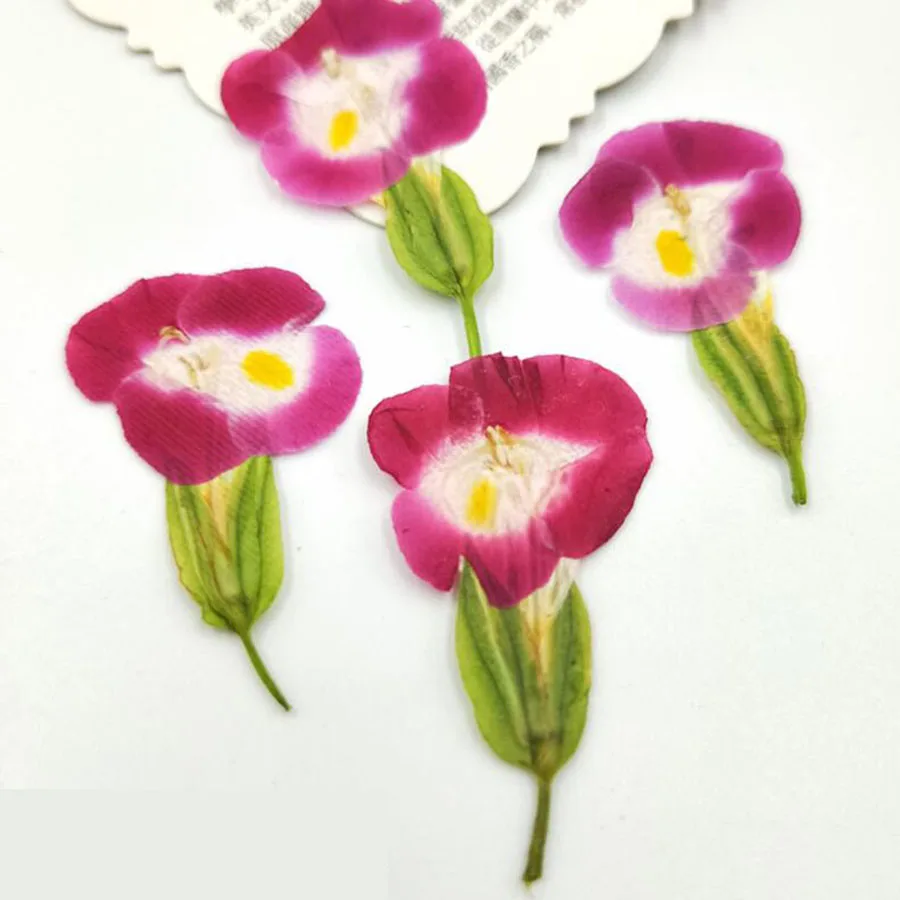 12 шт. прессованный высушенный Torenia fournieri цветочных растений Гербария для