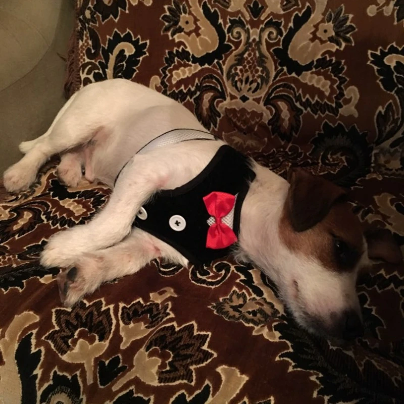 Жилетка для собак питомец поводок набор маленьких средних галстук бабочка