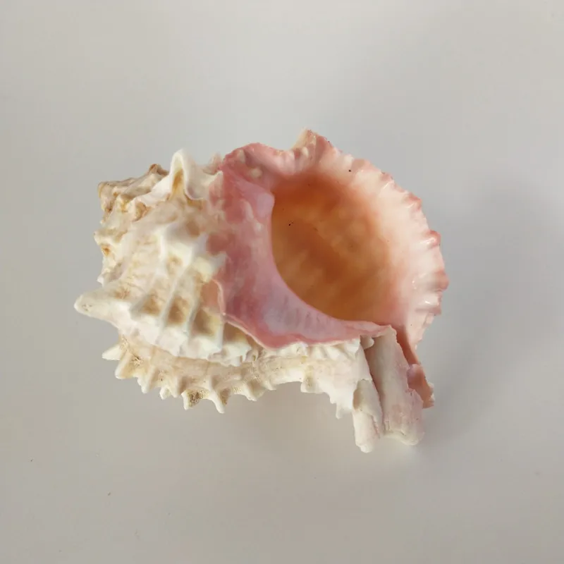 1 шт. натуральный морской Seashell Розовый раковины орнамент Пляж Свадьба оболочка Ремесло Декор морская волна звук Creatives Conch подарки для детей