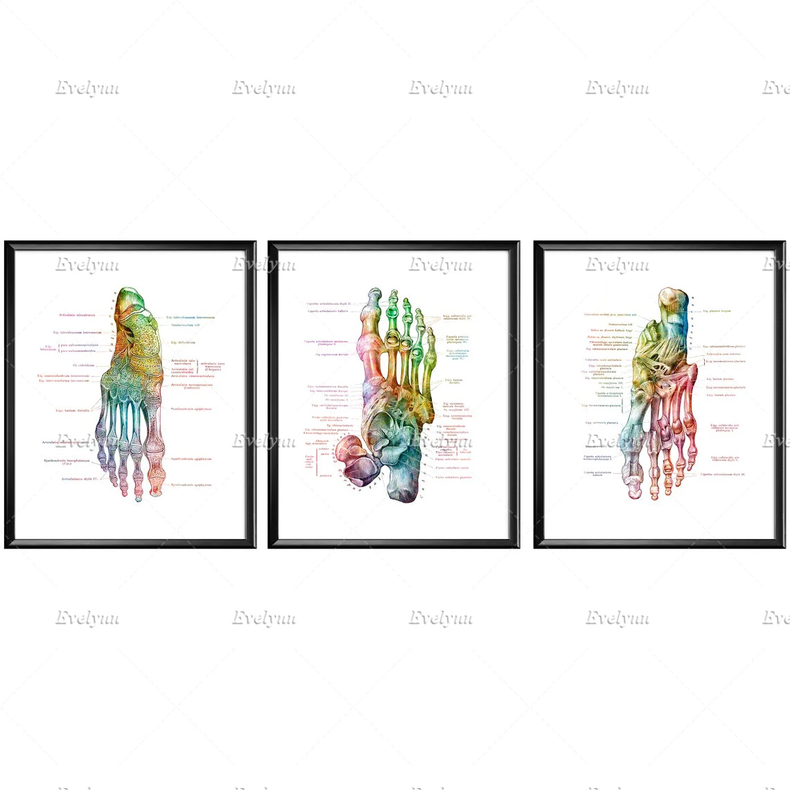 Podiatrist офисный декор анатомирования для ноги печати акварель медицинский Wall Art